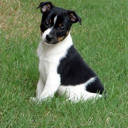 Rat Terrier Puppies from RaganRat Terriers