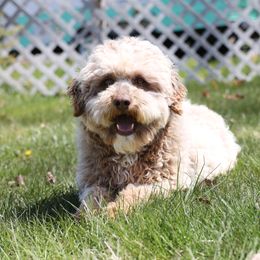 Stewy - Aussiedoodle