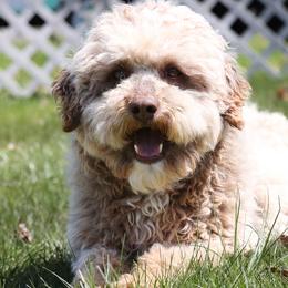 Stewy - Aussiedoodle