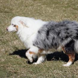 Ice - Miniature Australian Shepherd