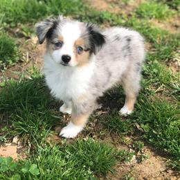 Toy Australian Shepherd Puppies from Kickapoo Creek Aussies