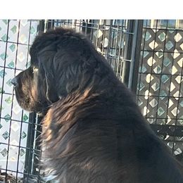 Iza - Newfoundland
