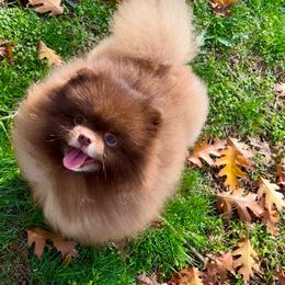 Vincent - Pomeranian