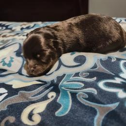 Rocky - Black male Pomeranian puppy in Albany, New York from K&A Little Wonder's