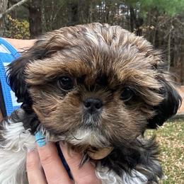 Gorilla - Sable and white male Shih Tzu puppy in Nekoosa, Wisconsin from Brox Acres House of Fur LLC