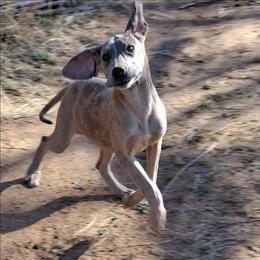 Viva Blue Fawn Merle - Merle female Great Dane puppy in Cunningham, Kansas from Garden Grove Great Danes