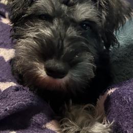 Ace - Miniature Schnauzer
