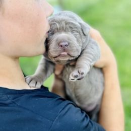 Dilute Retriever and Labrador Retriever Puppies from Hedge Lane Labradors