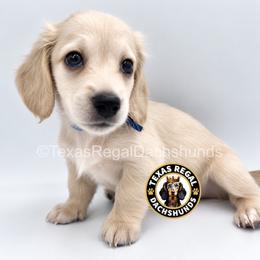 Apollo - Cream male Dachshund puppy in Houston, Texas from Texas Regal Dachshunds LLC