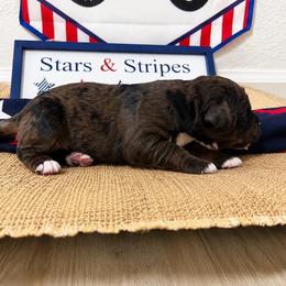 Trooper - Blue merle male Aussiedoodle puppy in Eastland, Texas from H5 Mini Doodles