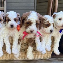Cavapoos and Goldendoodles from Green Ranch Doodles