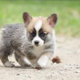 Mesa - Sable male Pembroke Welsh Corgi puppy in Plains, Montana from Diamond Corgis