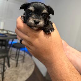 Yellow Collar - Tri Colored Traditional Girl - Black & tan tri-color female Morkie puppy in Athens, Alabama from McCormack Morkies