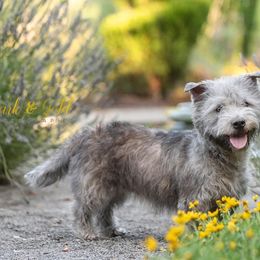Glen of Imaal Terriers from Galore Glens