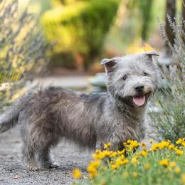 Glen of Imaal Terriers from Galore Glens