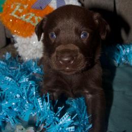Green collar - Chocolate male Labrador Retriever puppy in Arlington, Washington from Stout's Hunting Labs and trsbullies