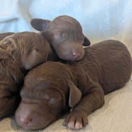 Boy 4 - Red  Poodle puppy in Silverton, Oregon from Rambler Goldens