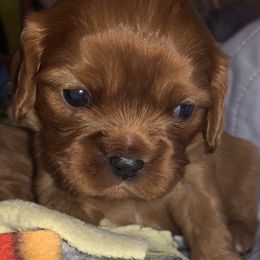 Ruby boy - Greg - Ruby Cavalier King Charles Spaniel puppy in Zion Crossroads, Virginia from Karma's Cavaliers