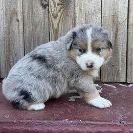 Boy 3 - Blue merle male Australian Shepherd puppy in Chino, California from RanchLand Aussies HC