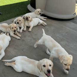 Female puppy - Yellow Labrador Retriever puppy in Riverside, California from Harlow’s Labrador Retrievers