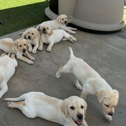 Female puppy - Yellow Labrador Retriever puppy in Riverside, California from Harlow’s Labrador Retrievers