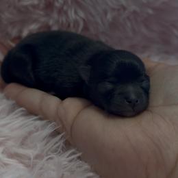 Valentina - Black female Pomeranian puppy in Wagoner, Oklahoma from Cascade Pomeranians