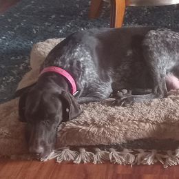 Sage - German Shorthaired Pointer