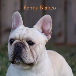 Benny - French Bulldog