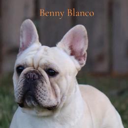 Benny - French Bulldog