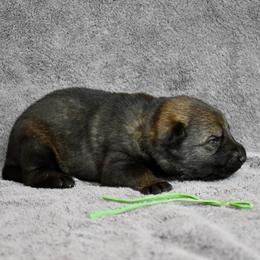 Green - Sable male German Shepherd puppy in Cherryville, North Carolina from Masky Kennel