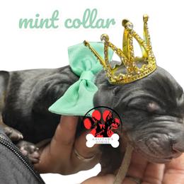 Mint collar - Black and rust female Doberman Pinscher puppy in Canton, Ohio from Aaliyah’s Dobies