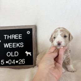 Squirt - Yellow and white female Bernedoodle puppy in Sparrows Point, Maryland from Rosie’s Puppies