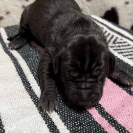 Girl 3 - Black and white female Great Dane puppy in Indianola, Iowa from Bull West Kennels