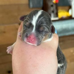 Gus - Blue male Pembroke Welsh Corgi puppy in Anderson, California from Flying K Corgis