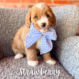 Strawberry - Red  female Goldendoodle puppy in Hartwell, Georgia from BellaDoodles