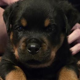 Mr. Black Collar - Black and mahogany male Rottweiler puppy in Clarksburg, West Virginia from Vom Peiffley Rottweilers, LLC