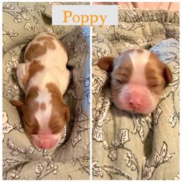 Poppy - Blenheim female Cavalier King Charles Spaniel puppy in Atwater, California from Countryside Royalty Cavaliers