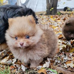 Dubbi - Red male Pomeranian puppy in Albany, New York from K&A Shetlands Sheepdog's and Pomeranian's