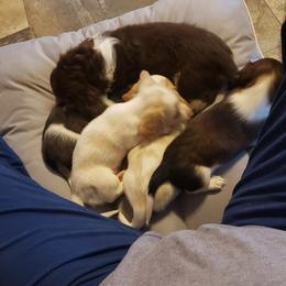Dachshund Puppies from Mel's LowRider Ranch