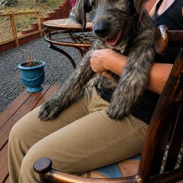 Irish Wolfhound Puppies from Juniper Creek Irish Wolfhounds