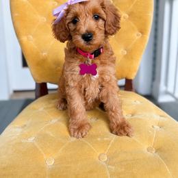 Goldendoodle Puppies from Carmel Classy Doodles