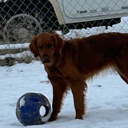 Ruby - Golden Retriever