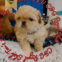 Chihuahua and Shih Tzu Puppies from C&E Royal Shih Tzu