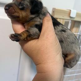 Girl 2 - Dapple female Dachshund puppy in Bismarck, Missouri from Kalua's Doxies