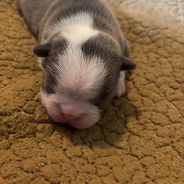 Violet - Lilac female Boston Terrier puppy in Brown City, Michigan from Mae Boston Terriers