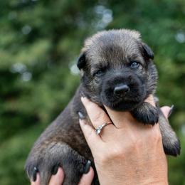 Red - Sable female German Shepherd puppy in Hammond, Louisiana from Von LaMarca German Shepherds