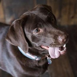 Labrador Retrievers from Merrick Road Labradors