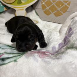 Black and tan - Black and tan male Dachshund puppy in Pleasant Plains, Arkansas from JGBs Dachshunds