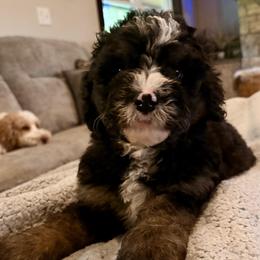 Tan boy - Tri-color male Bernedoodle puppy in Lake, Michigan from 3 King Doodles & Poodles