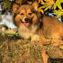Max - Pembroke Welsh Corgi